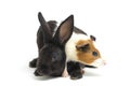 Cute little rex black rabbit and guinea pig isolated on white Royalty Free Stock Photo