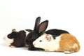 Cute little rex black rabbit and guinea pig isolated on white Royalty Free Stock Photo