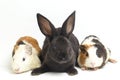 Cute little rex black rabbit and guinea pig isolated on white Royalty Free Stock Photo