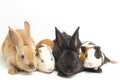 Cute little rex black rabbit and guinea pig isolated on white Royalty Free Stock Photo