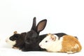 Cute little rex black rabbit and guinea pig isolated on white Royalty Free Stock Photo