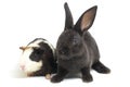 Cute little rex black rabbit and guinea pig isolated on white Royalty Free Stock Photo