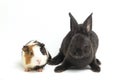 Cute little rex black rabbit and guinea pig isolated on white Royalty Free Stock Photo