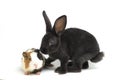 Cute little rex black rabbit and guinea pig isolated on white Royalty Free Stock Photo