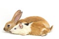 Cute little rex Orange rabbit and guinea pig isolated on