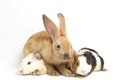 Cute little rex Orange rabbit and guinea pig isolated on Royalty Free Stock Photo