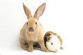 Cute little rex Orange rabbit and guinea pig isolated on Royalty Free Stock Photo