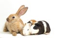 Cute little rex Orange rabbit and guinea pig isolated on