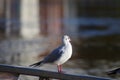 Cute little river gull overlooking a river Royalty Free Stock Photo