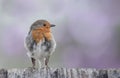 Cute little robin moulting feathers
