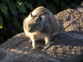 Cute little rodent on a rock. Royalty Free Stock Photo