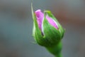 Cute little rose bud