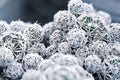 Cute little round cactus with tiny white stings macro Royalty Free Stock Photo