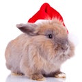 Cute little santa bunny Royalty Free Stock Photo