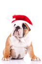 Cute little santa english bulldog Royalty Free Stock Photo