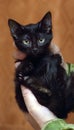 Cute little scared black kitten in hands Royalty Free Stock Photo