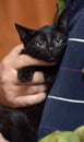 Cute little scared black kitten in hands Royalty Free Stock Photo