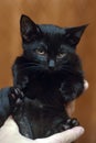Cute little scared black kitten in hands Royalty Free Stock Photo