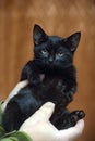 Cute little scared black kitten in hands Royalty Free Stock Photo