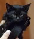 Cute little scared black kitten in hands Royalty Free Stock Photo
