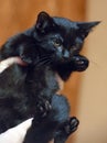 Cute little scared black kitten in hands Royalty Free Stock Photo