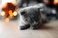 Cute little scotish cat sleeping on the floor in front of Christmas tree at home. Royalty Free Stock Photo