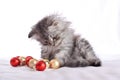 A cute little Scottish cat is sitting next to red glass balls and playing with them. Royalty Free Stock Photo