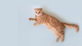 Cute little scottish fold kitten lying on blue background. Copy space for text. Pet shop banner