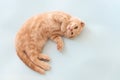 Cute little scottish fold kitten lying on blue background. Copy space for text. Pet shop banner