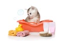 Cute little Scottish kitten takes a bath over white