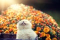 Kitten in orange chrysanthemum flowers Royalty Free Stock Photo