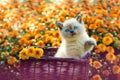 Kitten in orange chrysanthemum flowers