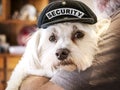 Cute little security guard dog.