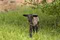 Cute Little Sheep Lamp On Meadow