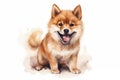 Cute little Shiba Inu dog with a wide open mouthed smile and bright. Watercolor