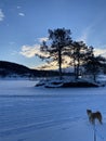 Shiba inu dog standing in snow winter wonderland and sunset