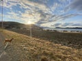 Shiba inu dog looking at sunset in Norway fjord and field