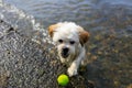 Cute Little Shih Tzu Dog with ball on the beach. Royalty Free Stock Photo