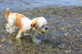 Cute Little Shih Tzu Dog with a ball on the beach. Royalty Free Stock Photo