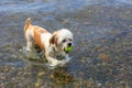 Cute Little Shih Tzu Dog with a ball on the beach. Royalty Free Stock Photo