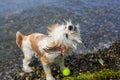 Cute Little Shih Tzu Dog with a ball on the beach. Royalty Free Stock Photo