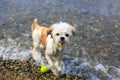 Cute Little Shih Tzu Dog with a ball on the beach. Royalty Free Stock Photo