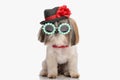 cute little shih tzu dog with hat, sunglasses and bowtie looking down Royalty Free Stock Photo