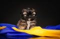 cute little shih tzu puppy studio pet photo lovely portrait