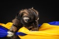 cute little shih tzu puppy studio pet photo lovely portrait