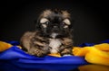 cute little shih tzu puppy studio pet photo lovely portrait