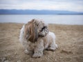 Cute little Shihtzu dog sitting on the sand of the bea Royalty Free Stock Photo