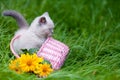 Cute little siamese kitten in a basket Royalty Free Stock Photo