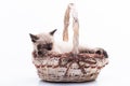 A cute little Siamese kitten sleeps sweetly in a wicker basket. The concept of comfort and a gift for a child. Photo for Royalty Free Stock Photo