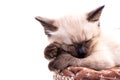 A cute little Siamese kitten sleeps sweetly in a wicker basket. The concept of comfort and a gift for a child. Photo for Royalty Free Stock Photo